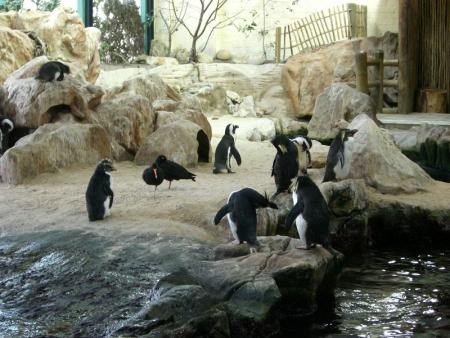 Encore des pingouins